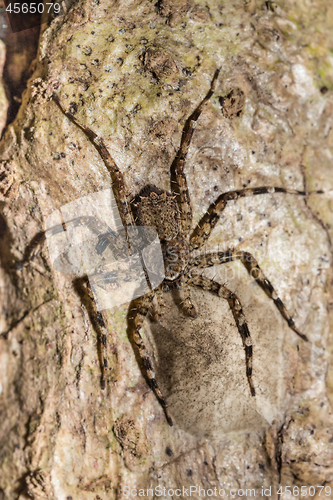 Image of huntsman spider on tree trunk Madagascar wildlife