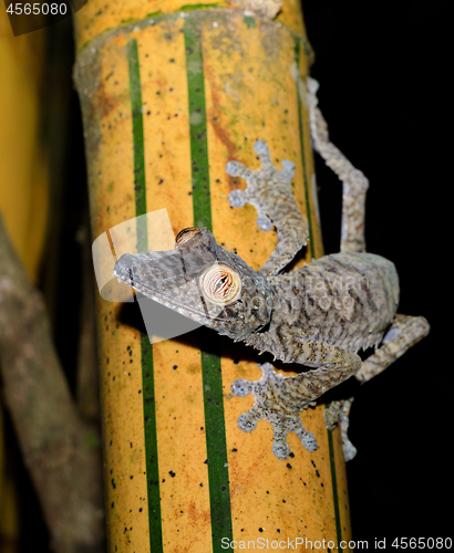 Image of Giant leaf-tailed gecko on bamboo, Madagascar wildlife