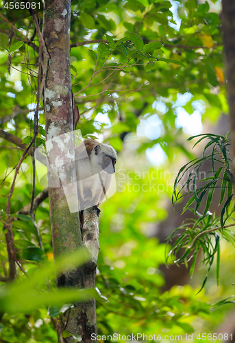 Image of white-headed lemur Madagascar wildlife