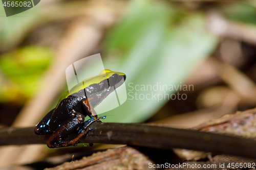 Image of frog Climbing Mantella, Madagascar wildlife