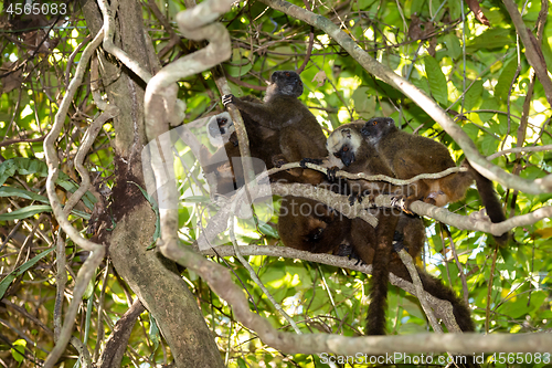 Image of family of white-headed lemur Madagascar wildlife