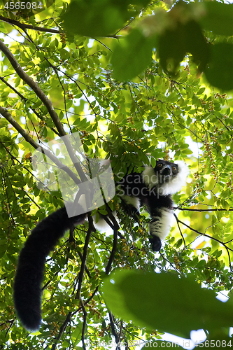 Image of Black-and-white ruffed lemur, Madagascar wildlife