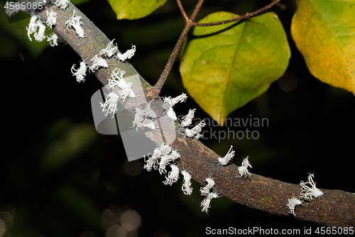 Image of Flatid planthopper nymph, Madagascar wildlife