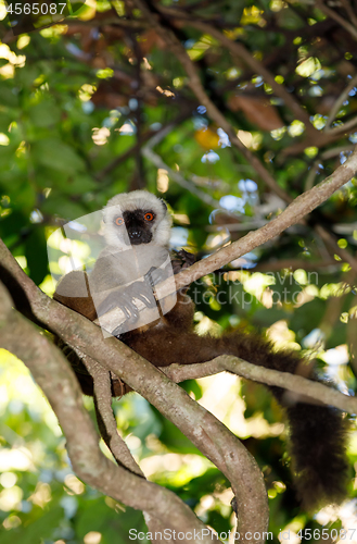 Image of white-headed lemur Madagascar wildlife