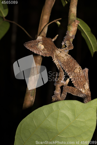 Image of Giant leaf-tailed gecko on tree, Madagascar wildlife