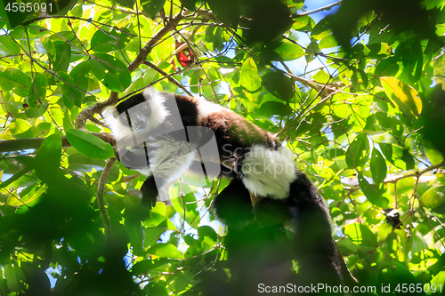 Image of Black-and-white ruffed lemur, Madagascar wildlife