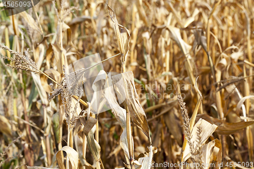 Image of yellowed ripe corn