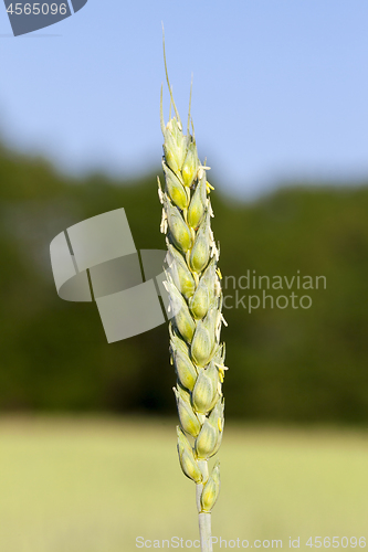 Image of immature green grass