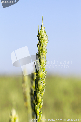 Image of green unripe cereal