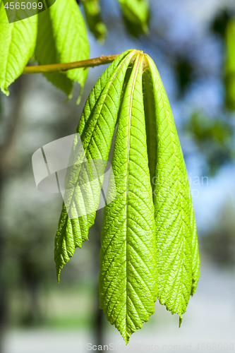 Image of green leaves of chestnut