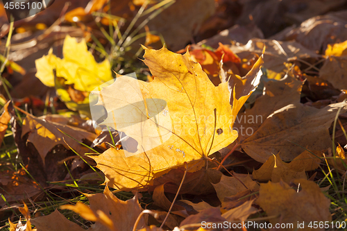 Image of fallen leaves of a maple