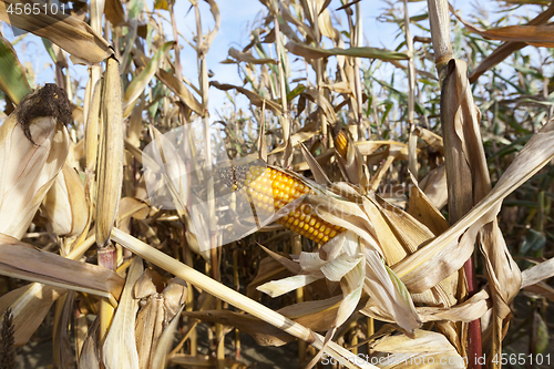 Image of Field corn, agriculture