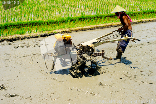 Image of Man worker Rice field. Indonesia