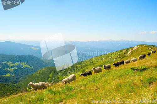 Image of Sheeps hred in the mountains