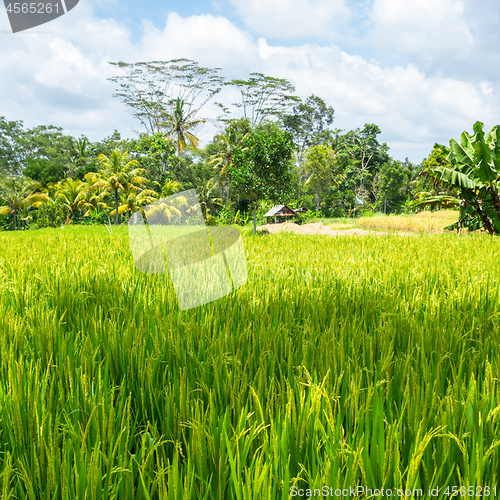 Image of hut in a rice field in Bali Indonesia