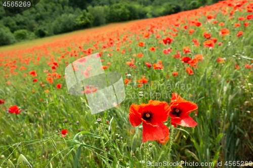 Image of poppy field