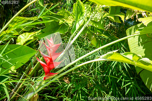 Image of Colorful red flower on a bromeliad plant