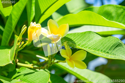 Image of Pretty yellow plumeria flowers on the tree