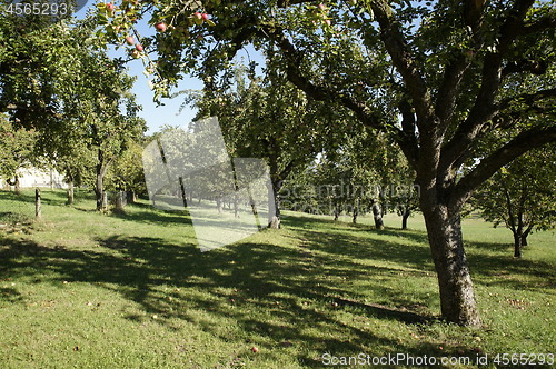 Image of Apple Tree