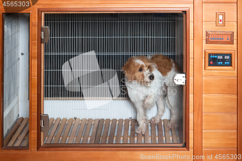 Image of dog in a pet dryer