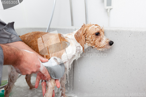 Image of bathing a cute dog