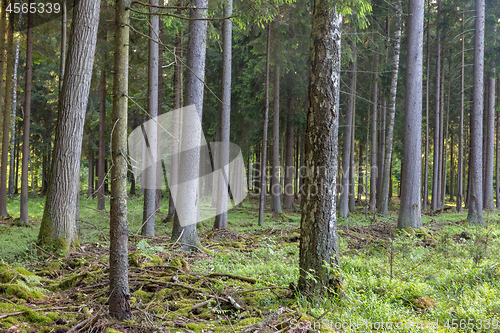 Image of Rich coniferous forest in sunset