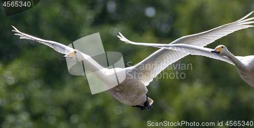 Image of Wgooper Swan (Cygnus cygnus) in flight