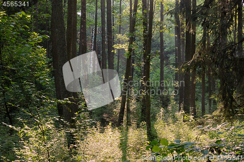 Image of Frash Alder tree mixed forest in summer