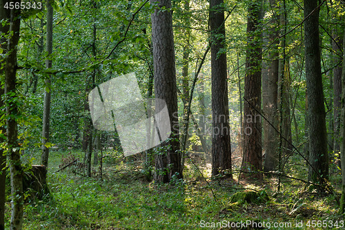 Image of Misty morning mixed tree stand