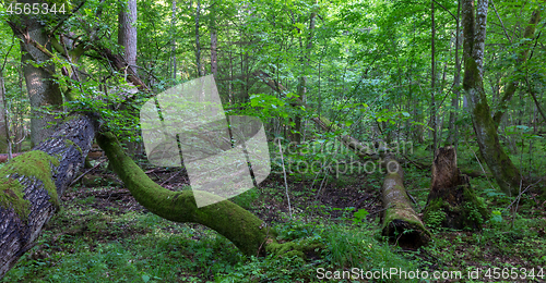 Image of Old oak tree broken lying in spring forest