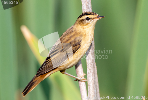 Image of Sedge warbler (Acrocephalus schoenobaenus) on reed