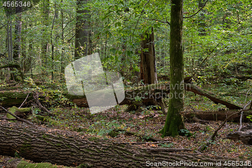 Image of Oak tree broken lying over ground