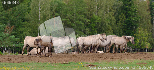 Image of Tarpan like Polish Horses herd