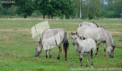 Image of Tarpan like Polish Horses herd