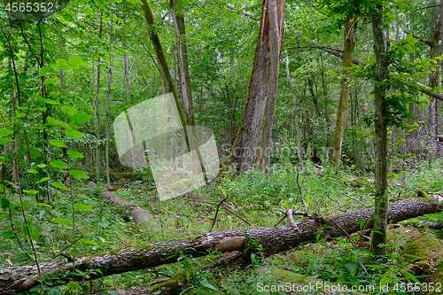 Image of Broken old alder tree and old linden