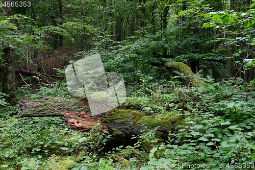 Image of Dead linden tree stump in summer