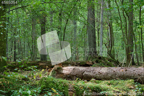 Image of Mixed forest in autumn with old oak and spruce tree