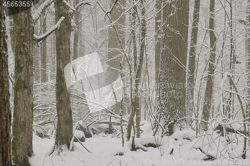 Image of Wintertime landscape of snowy deciduous tree stand
