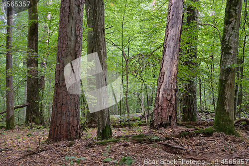 Image of Mixed forest in autumn with old oak and pine tree