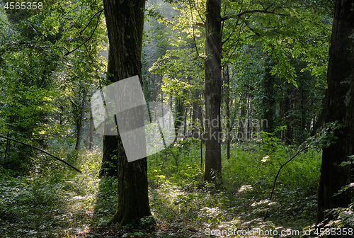 Image of Misty morning deciduous tree stand