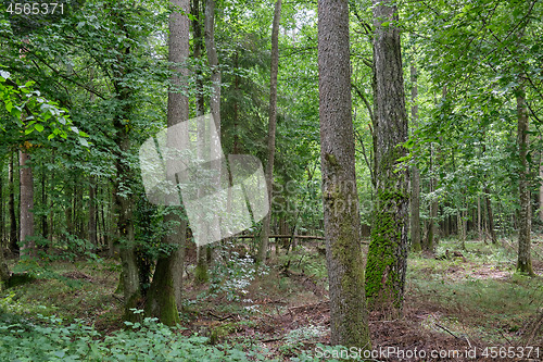 Image of Summertime deciduous stand with old alder trees