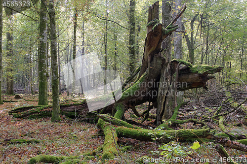 Image of Oak tree broken trunk lying