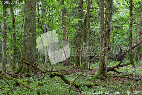 Image of Springtime deciduous stand with old oaks