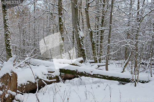 Image of Wintertime landscape of snowy deciduous stand