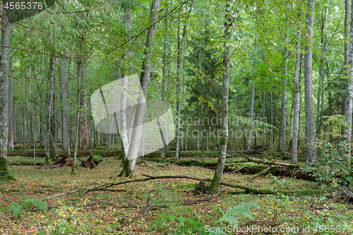 Image of Autumnal deciduous stand with european hornbeam