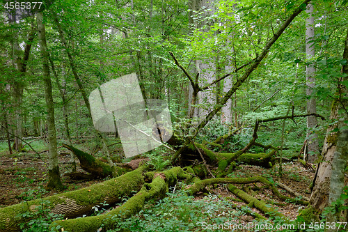 Image of Broken old ash tree and old english oaks