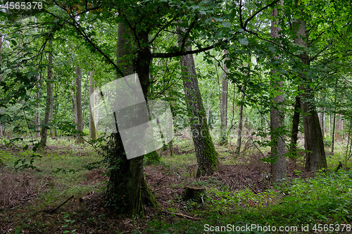 Image of Springtime deciduous stand with old alder trees