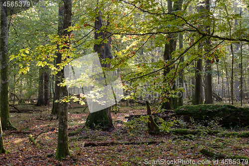 Image of Deciduous tree stand in morning