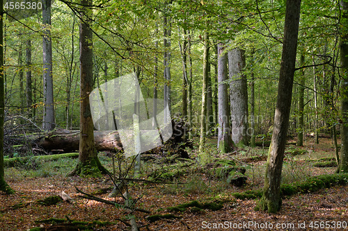 Image of Broken trees in autumn