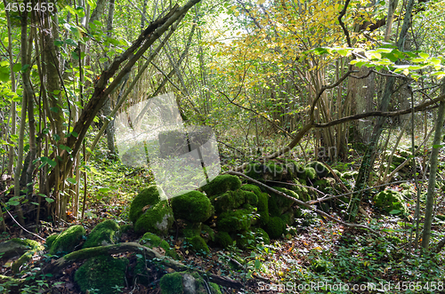 Image of Old moss covered dry stone wall in a forest